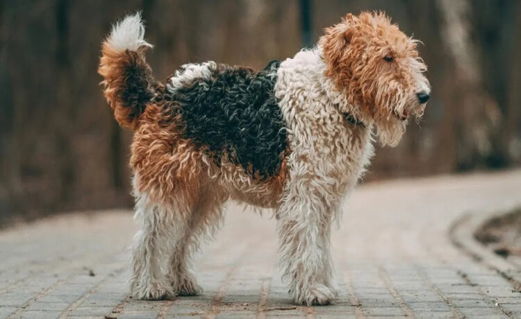  Fox Terrier (Wire)